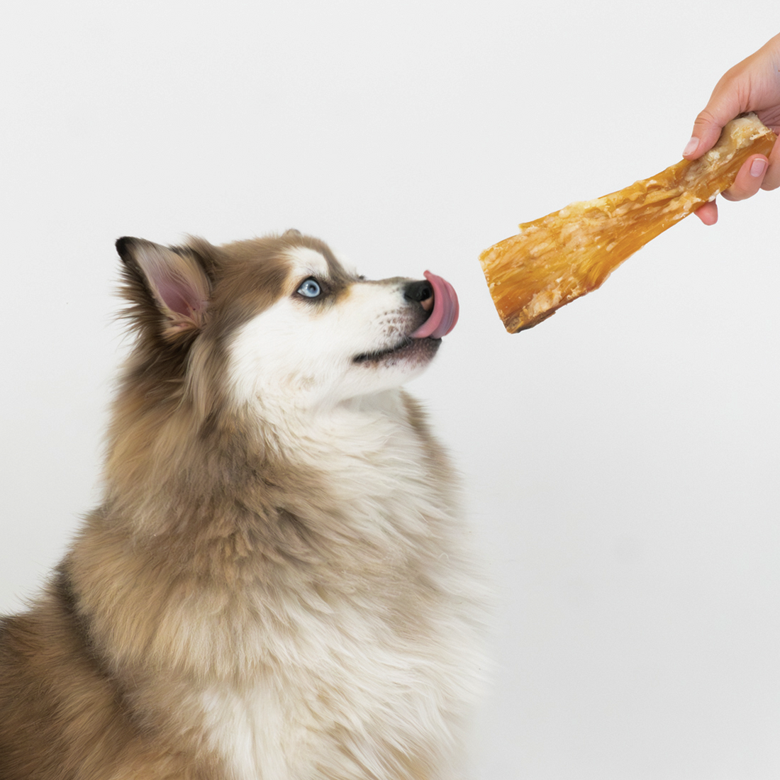 Right bully stick size offered to a dog according to chewing style