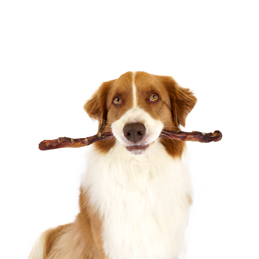 Big dog chewing a bully stick by Bonez Treats