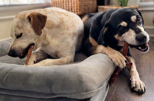 Two dogs chewing bully sticks treats