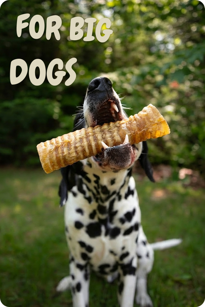 FOR STRONG CHEWERS